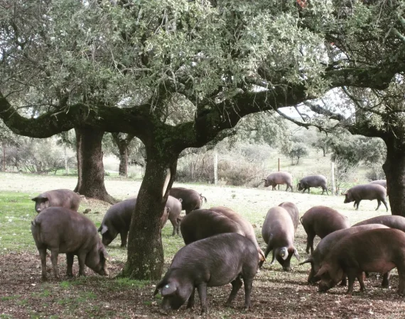 piara de cerdos